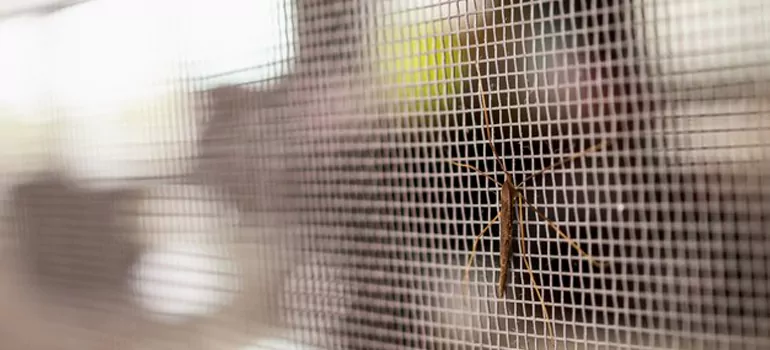 Repair Mosquito Mesh For Windows in University, FL